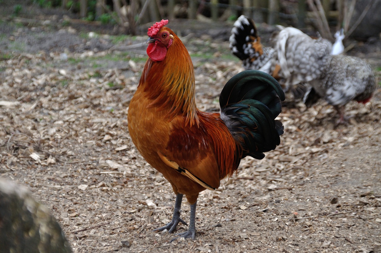 Rooster Animal Bird Free photo on Pixabay