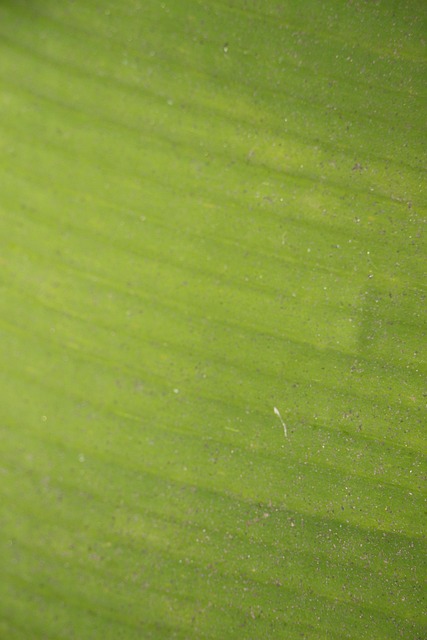 Free Banana Leaf Banana photo and picture