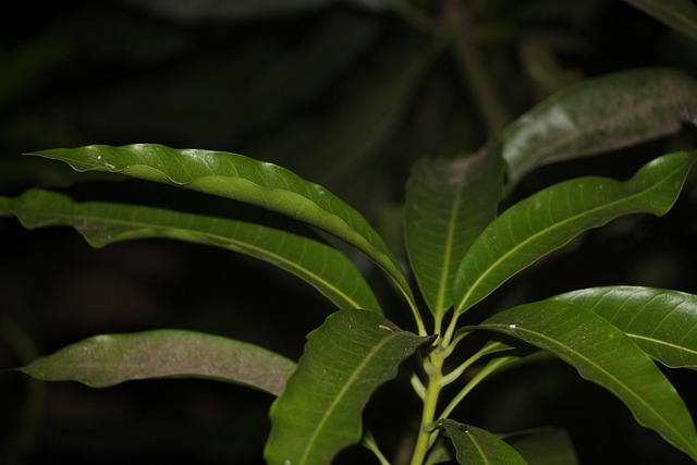 Free Mango Leaf photo and picture