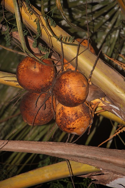 Free Tender Coconut Natural photo and picture
