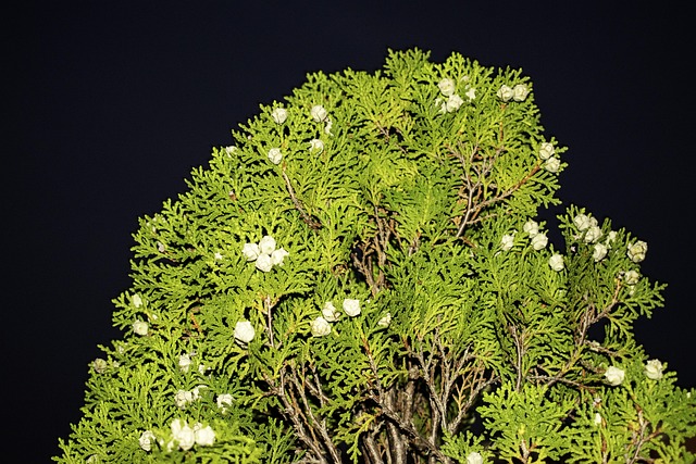 Free Peacock Feather Plant Morpankhi photo and picture