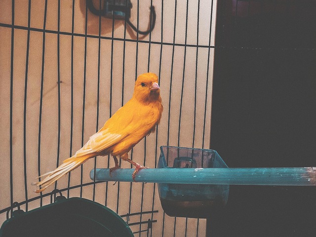 Free Cute Closeup photo and picture