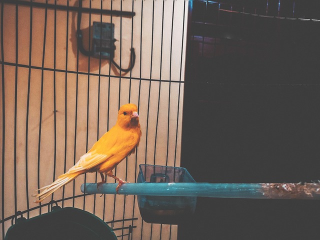 Free Cute Closeup photo and picture