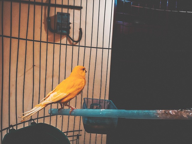 Free Cute Closeup photo and picture