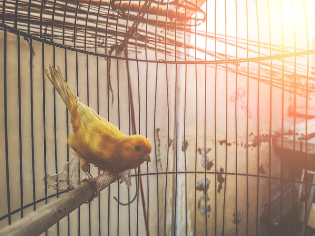 Free Cute Closeup photo and picture