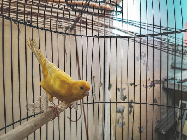 Free Cute Closeup photo and picture