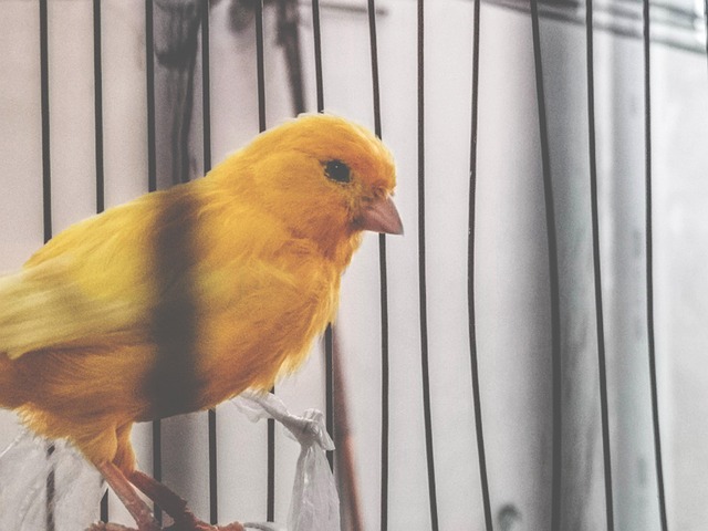 Free Cute Closeup photo and picture