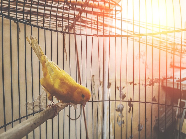 Free Cute Closeup photo and picture