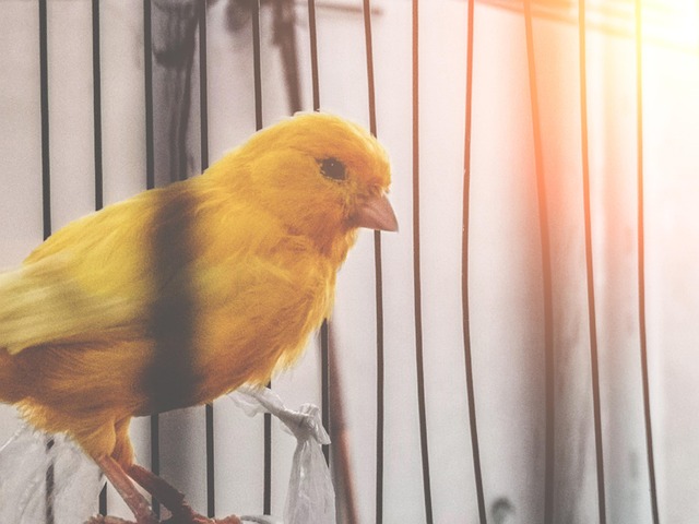 Free Cute Closeup photo and picture