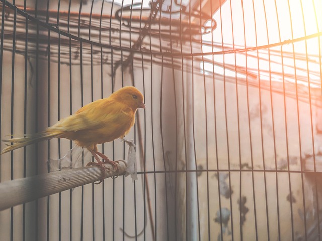 Free Cute Closeup photo and picture
