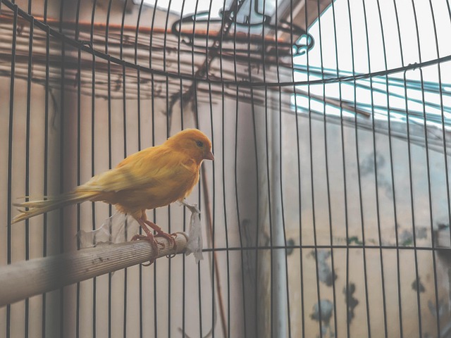 Free Cute Closeup photo and picture