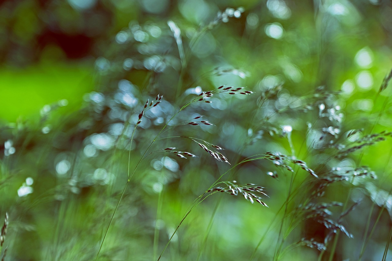 잔디 자연 풀잎 - Pixabay의 무료 사진 - Pixabay