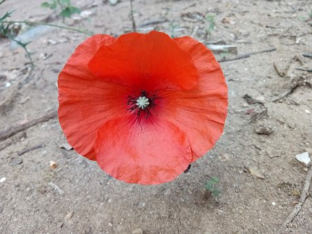 Valmue, Blomst, Rød, Natur, Plante