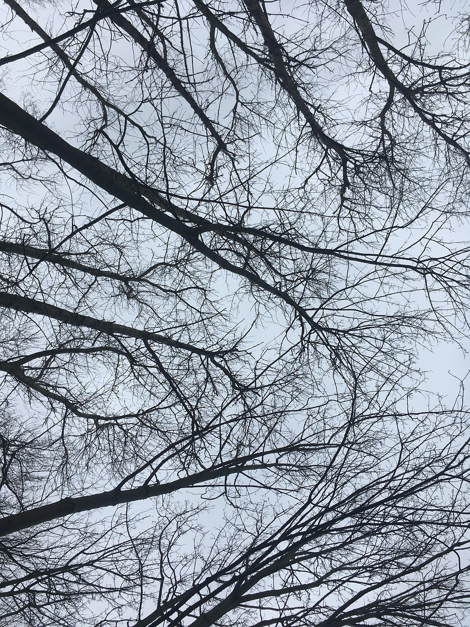 Branches Arbre - Photo gratuite sur Pixabay - Pixabay