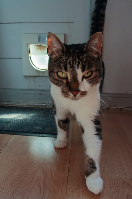 Free Cat Domestic Animal photo and picture