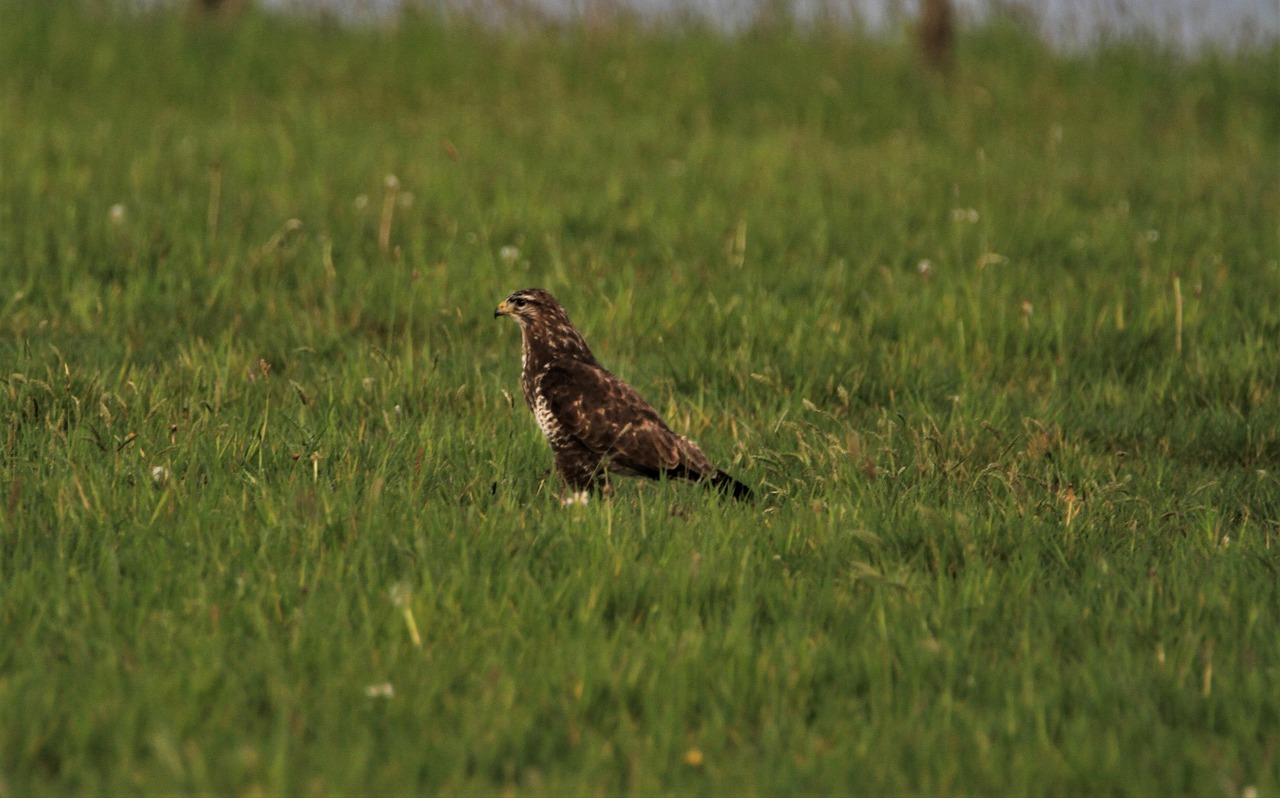 El Ratonero Bird Aves De Presa Ratonero Común - Foto gratis en Pixabay - Pixabay
