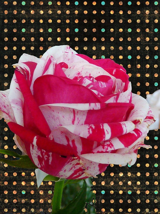 Rose Rot-Weiss Weiß - Kostenloses Foto auf Pixabay - Pixabay
