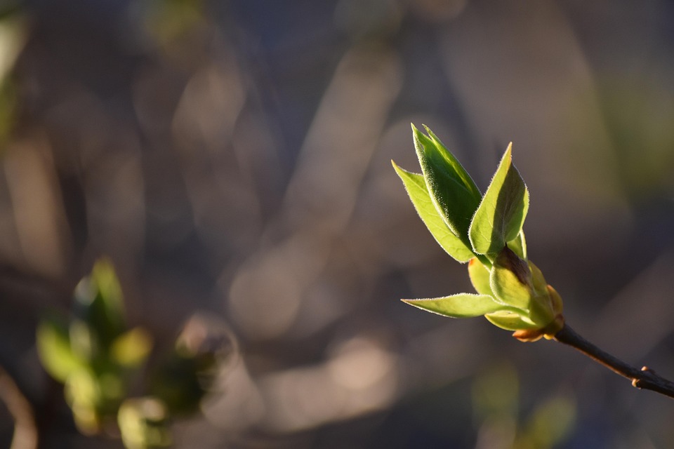 Bud Grow Nature - Free photo on Pixabay - Pixabay