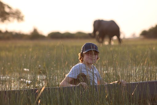 Kind, Junge, Safari, Elefant, Porträt