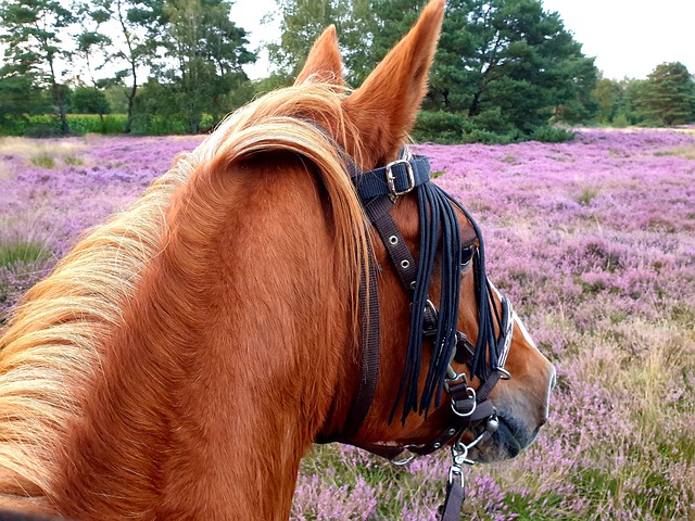 Free Horse Lüneburg Heath photo and picture