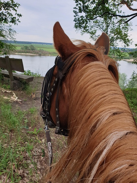 Free Wendland Elbe photo and picture