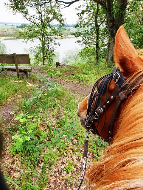 Free Wendland Elbe photo and picture