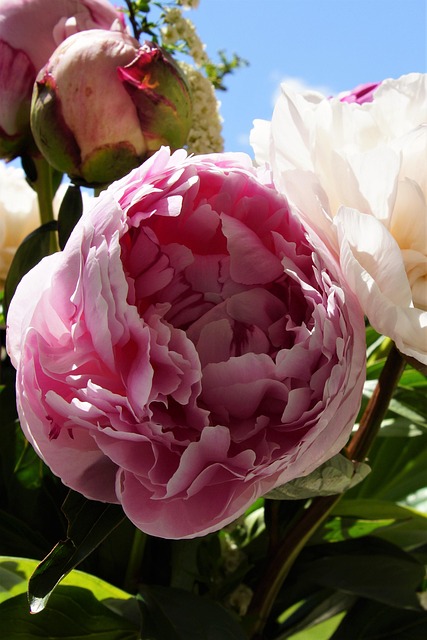 Free Nature Plant photo and picture