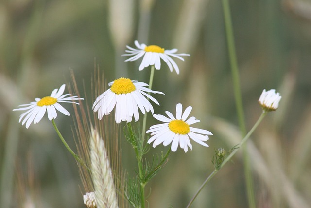 Free Chamomile Nature photo and picture
