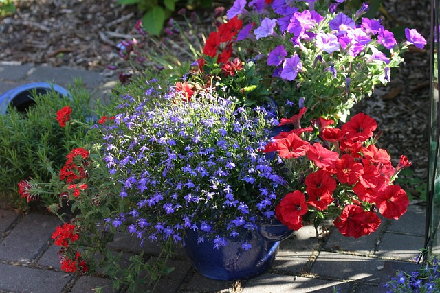 Free Flower Blossoms photo and picture