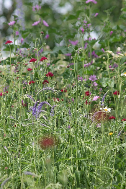 Free Flower Strips Flower photo and picture