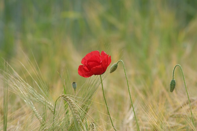 Free Flower Strips Flower photo and picture