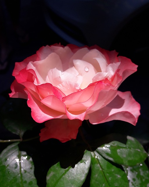 Free Flowers Sensations photo and picture