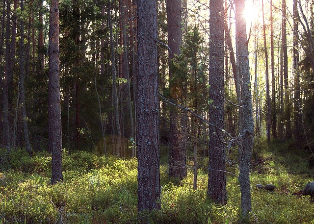 Free Sunset Forest photo and picture