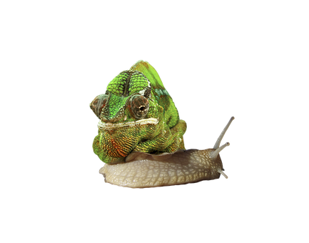 Free Snail Animal illustration and picture