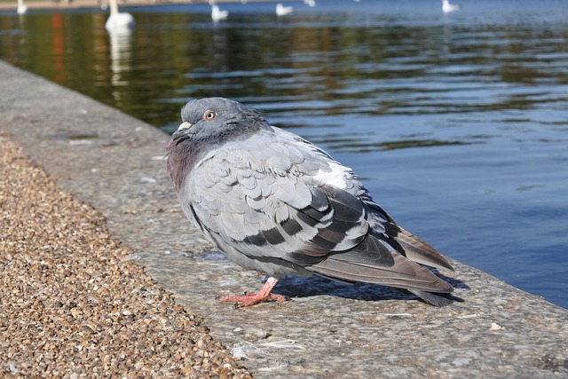 Free Pigeon Lake photo and picture