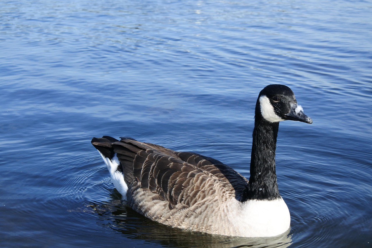 The WildGoose Lake Nature Free photo on Pixabay