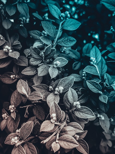 plant, nature, flower, plants, spring, garden, flowers, flower wallpaper, pond, sheets, zen, blue, flower background, beautiful flowers, petals, sunset, cactus, design