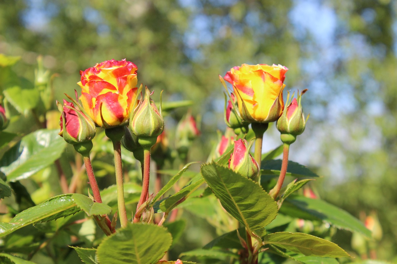 40,000+ Free Red Yellow Roses & Nature Images - Pixabay