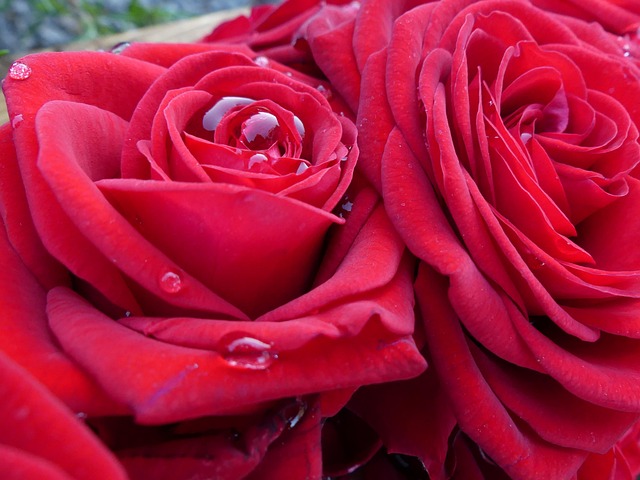 Free Roses Rose Petals photo and picture