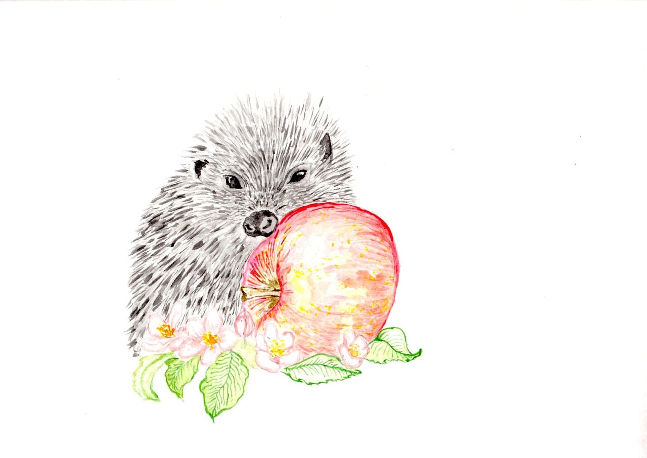Plus de 300 illustrations gratuites de Herisson et de Hérisson - Pixabay