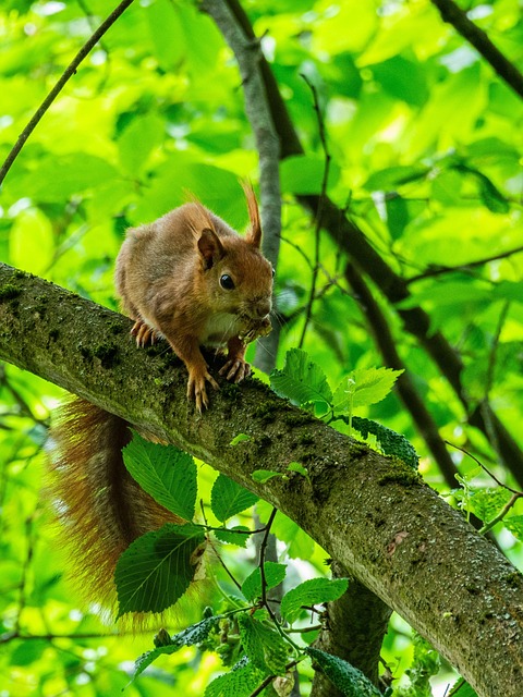 Download free HD stock image of Squirrel Branch Free Squirrel Branch photo and picture