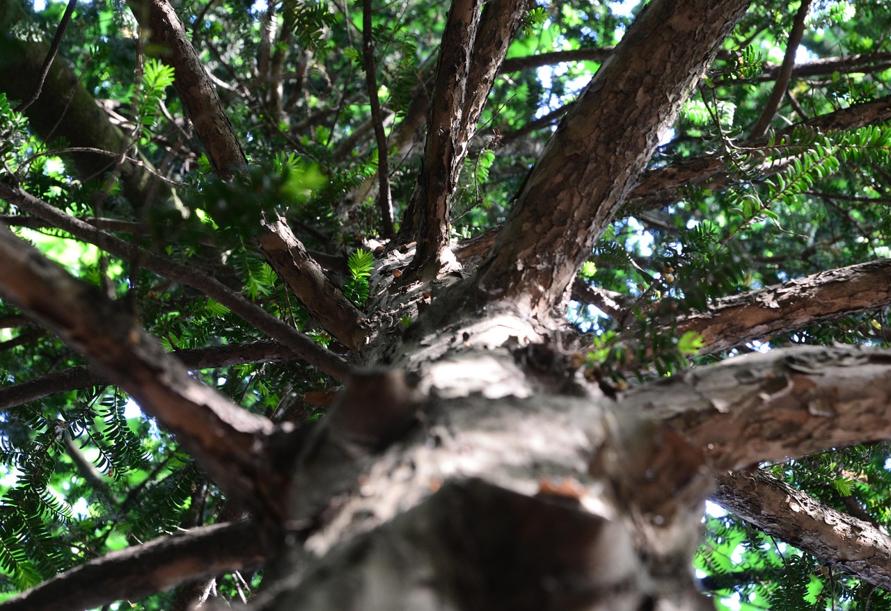 針葉樹 枝 分岐 - Pixabayの無料写真 - Pixabay