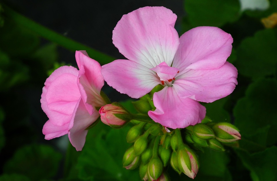 Geranium Flowers Potted - Free photo on Pixabay - Pixabay