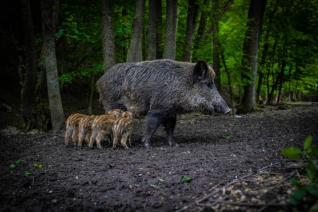 10 000 Free Wildschwein Gruppe Wild Boar Images Pixabay