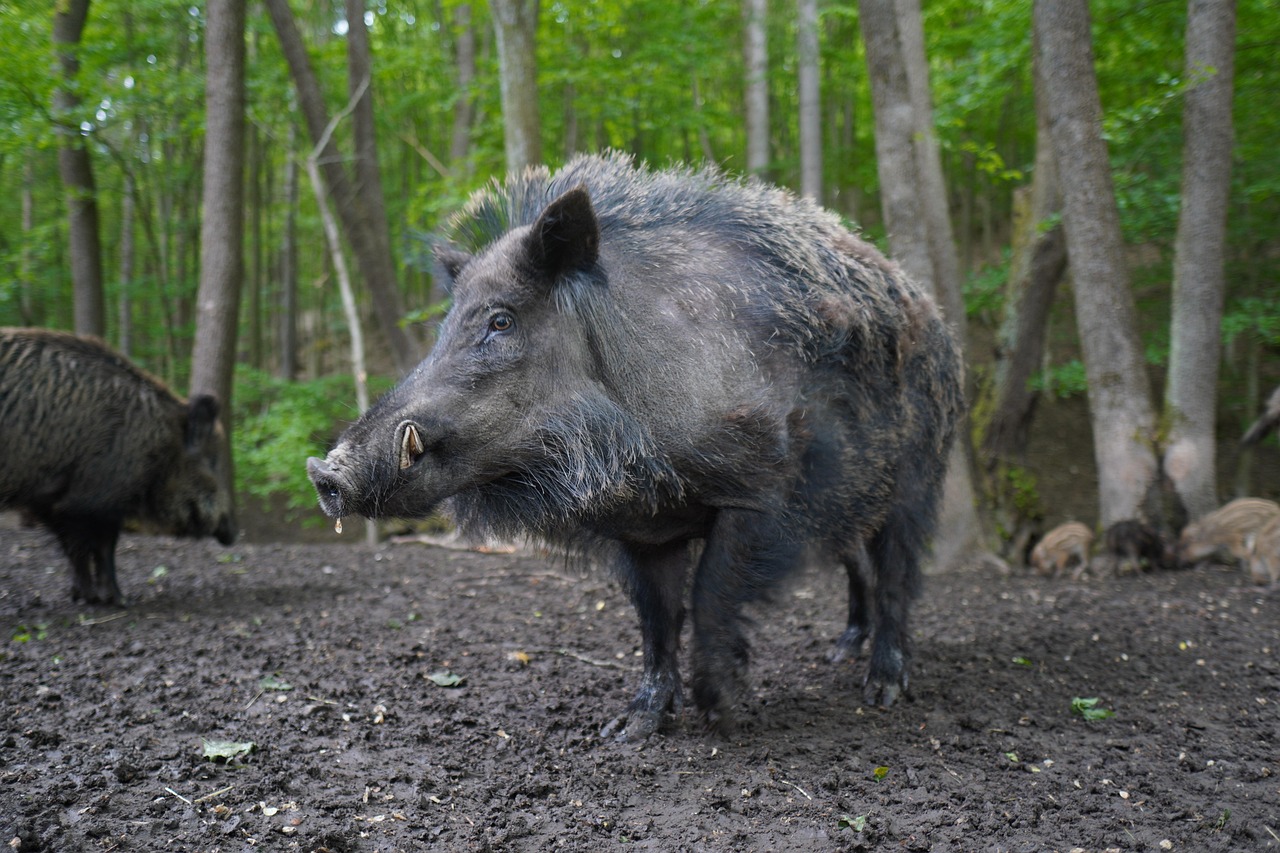20 000 Free Wild Boar Boar Images Pixabay
