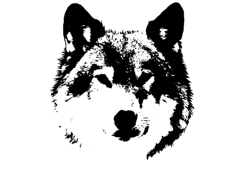 Dyr, Væsen, Vild, Dyreliv, Vilde Hunde