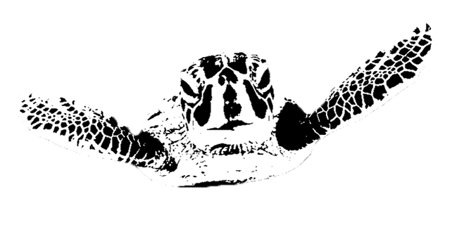 Havskildpadde, Skildpadde, Ocean