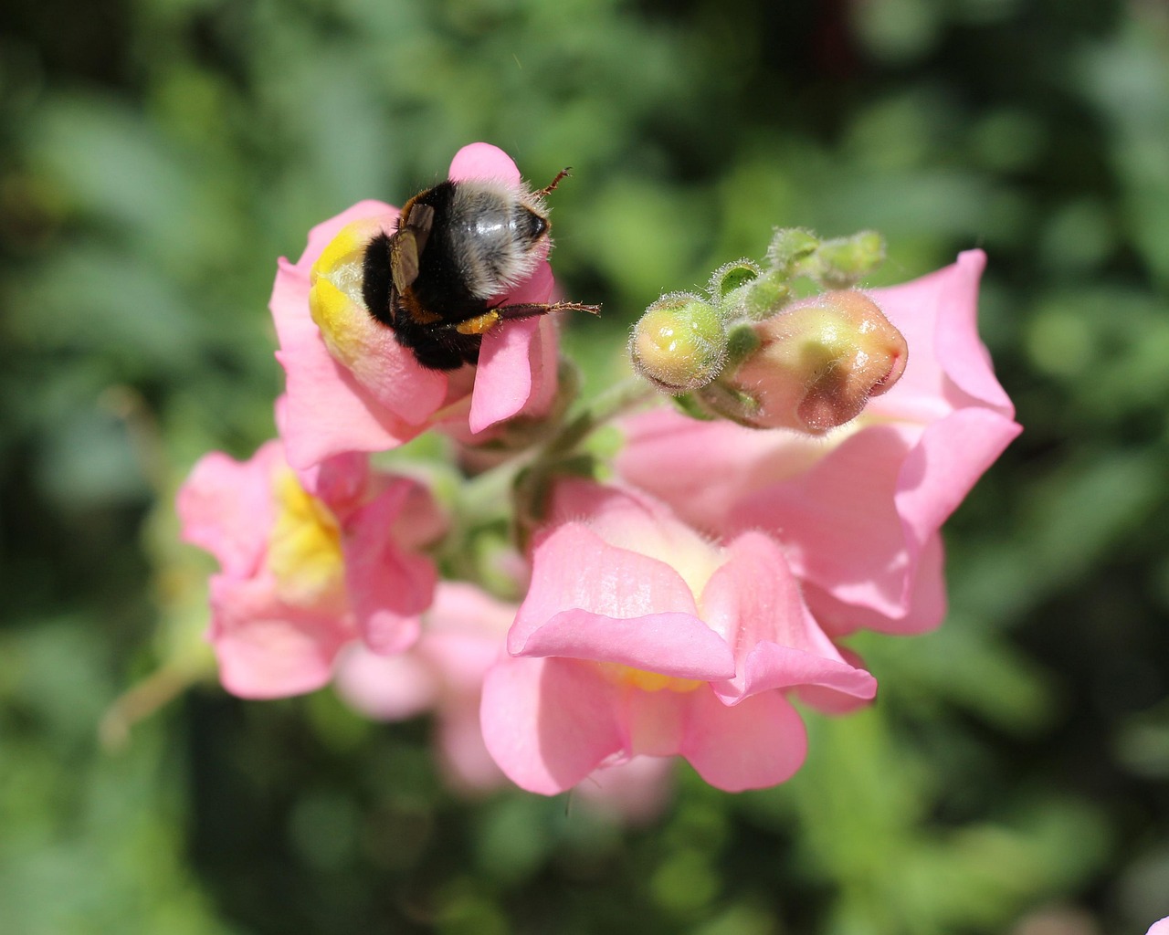 Insect Bumblebee Nature - Free photo on Pixabay - Pixabay