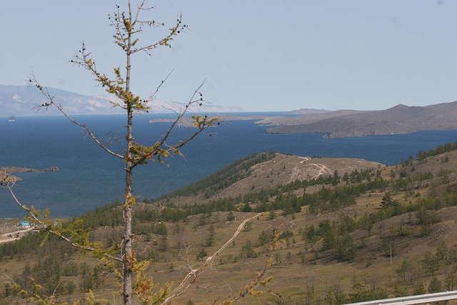 Free Orchid Baikal Lake photo and picture