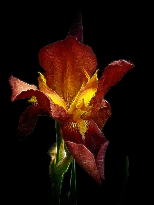 Hög Skägg Iris Fractalius Röd Gul - Gratis foto på Pixabay